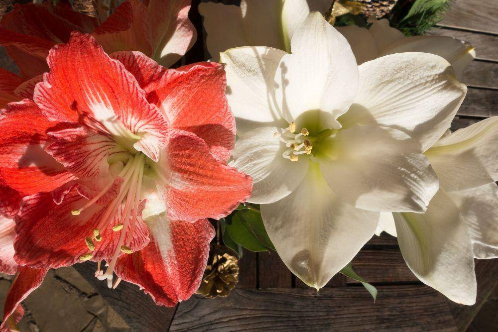 bunga amarilis (pixabay.com/stux)