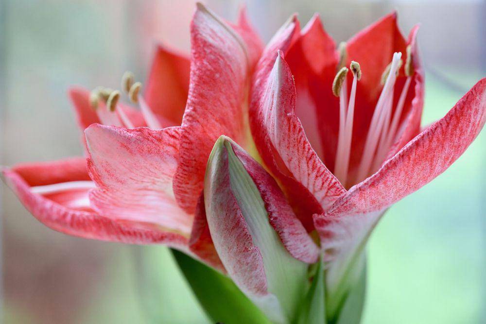 bunga amarilis (pixabay.com/Nennieinszweidrei)