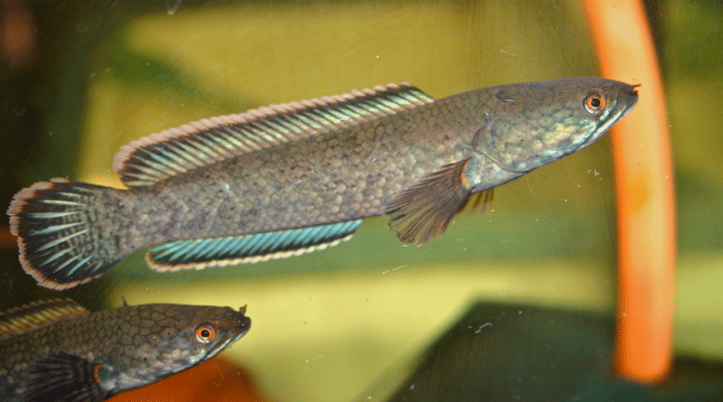 nakamaaquatics.id