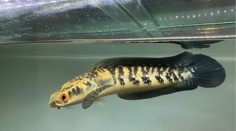 nakamaaquatics.id
