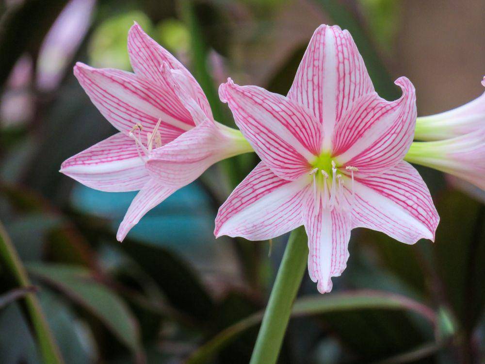 bunga amarilis (pixabay.com/EllenChan)