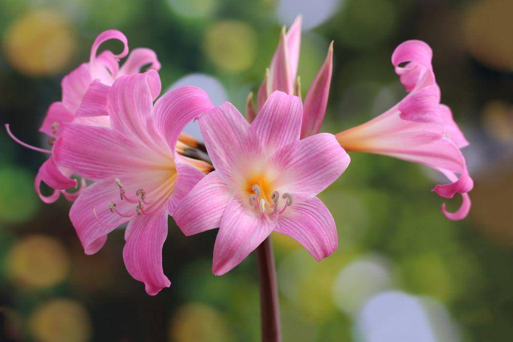 bunga amarilis (pixabay.com/Chesna)