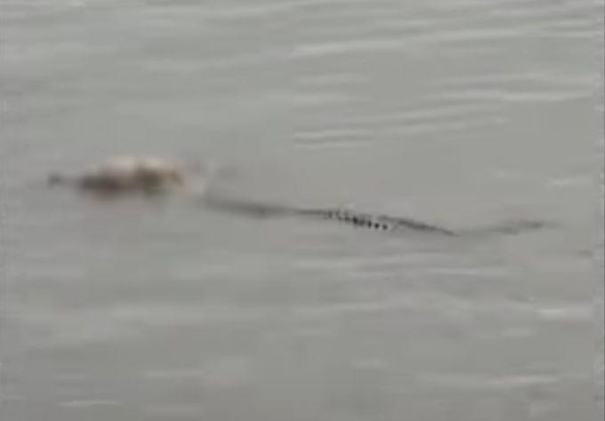 Merinding! Jasad Bocah di Kukar "Dikembalikan" Buaya ke Tepi Sungai