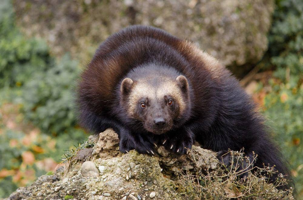 wolverine di atas batu (pixabay.com/wildfaces-932734)