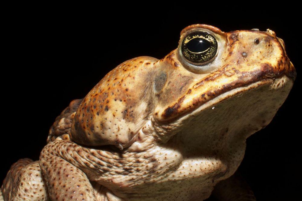 9 Fakta Menakjubkan Kodok Tebu, Disebut Toadzilla Saking Gedenya!