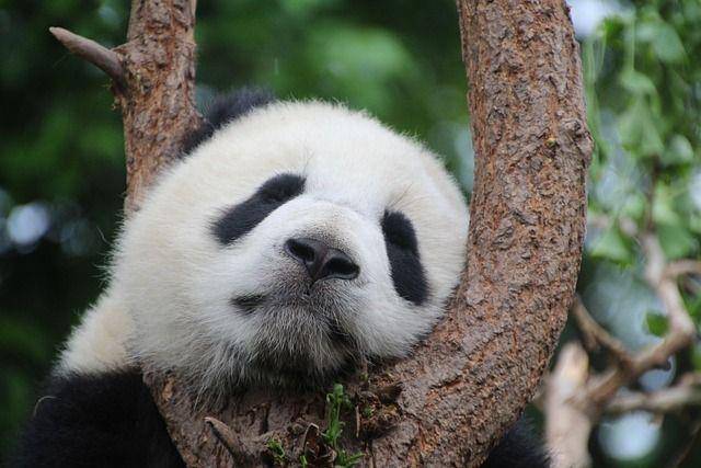 seekor panda yang sedang tertidur (pixabay.com/Cimberley)