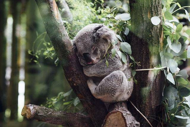 potret koala yang sedang tertidur (pixabay.com/StockSnap)
