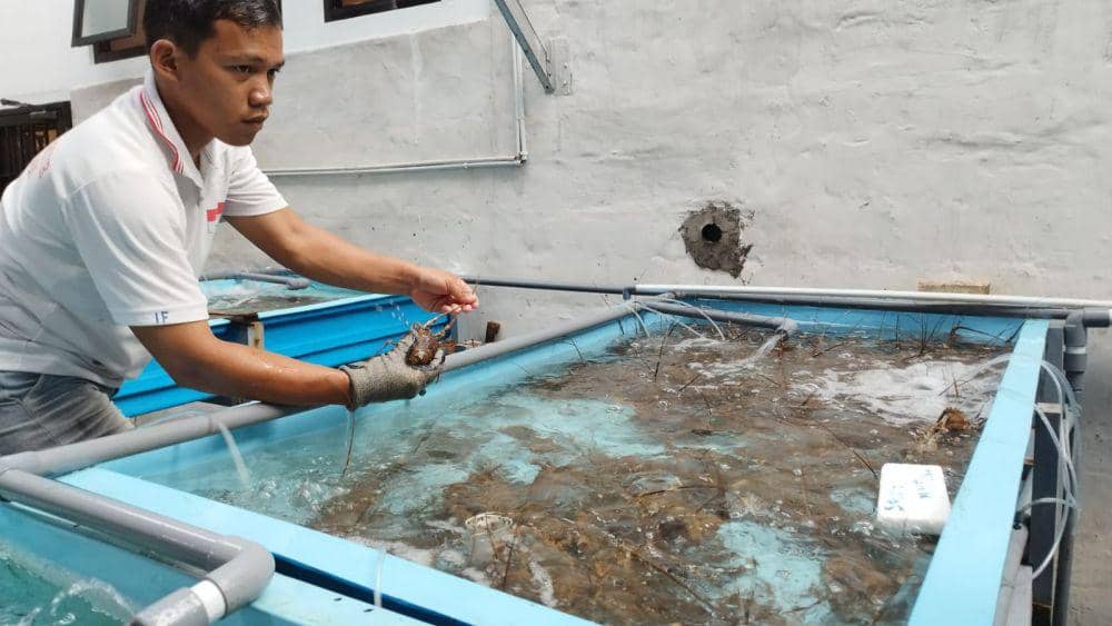 Budidaya lobster di Banyuwangi. (FOTO: IDN Times/ Agung Sedana)