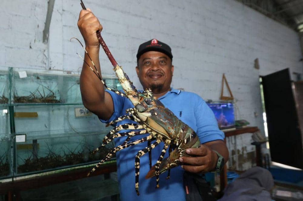 Permintaan Meroket, Pembudidaya Lobster Banyuwangi Kewalahan