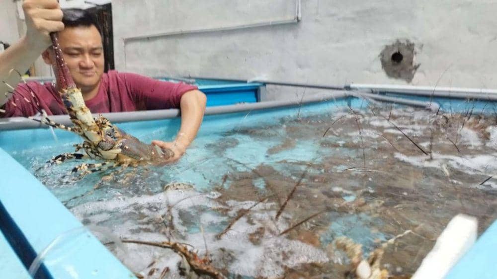 Budidaya lobster di Banyuwangi. (FOTO: IDN Times/ Agung Sedana)
