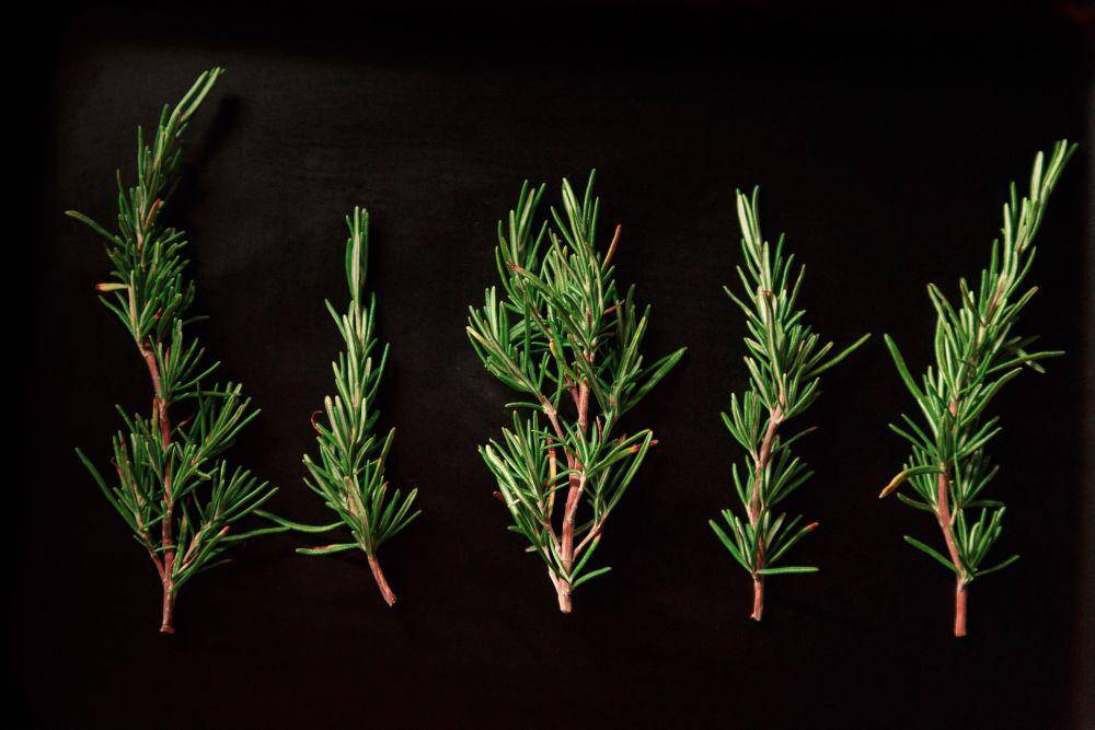 ilustrasi rosemary (unsplash.com/@arleccio)