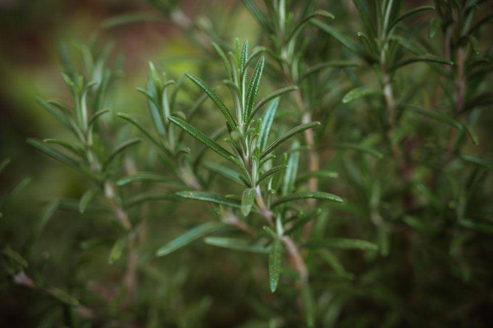 ilustrasi rosemary (unsplash.com/@babettelandmesser)