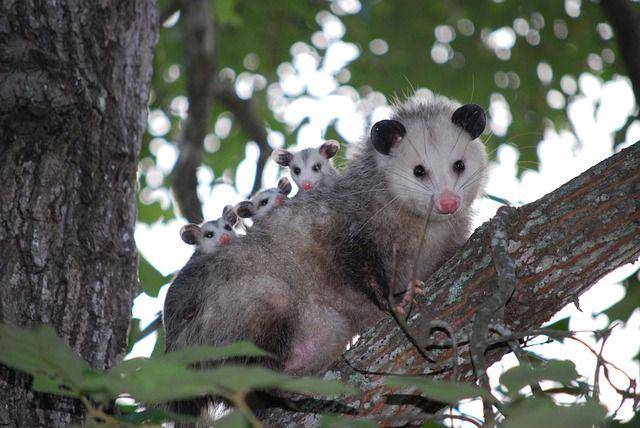 Induk oposum dan anak-anaknya di atas sebuah pohon yang berada di Texas, Amerika Serikat. (pixabay.com/daynaw3990)