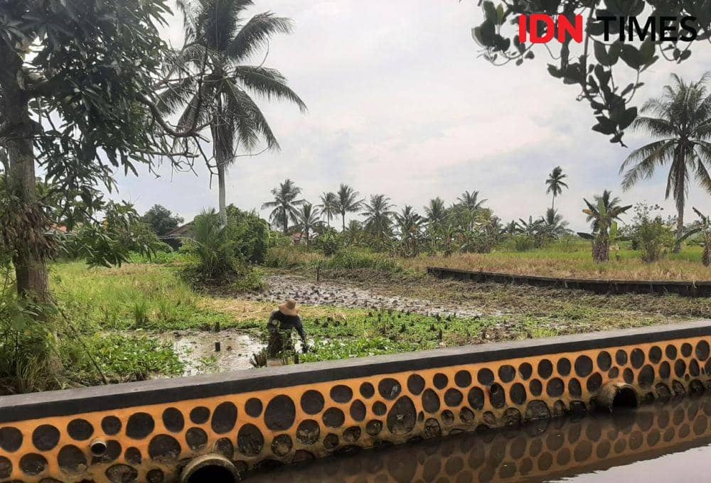 Pemkot Banjarmasin Mempertahankan Fungsi Lahan Pertanian