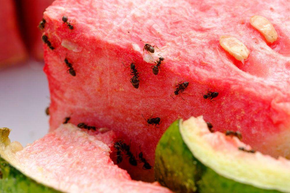 semut hitam mencari makanan (pixabay.com/id/users/bru-no-1161770)