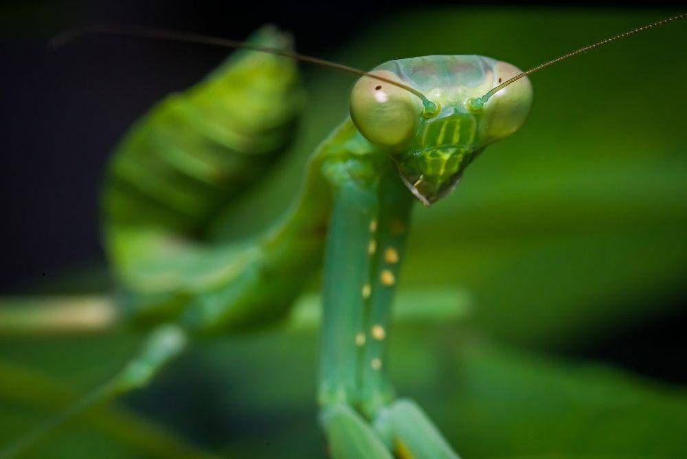 Belalang sembah (pexels.com/Macro Photography)