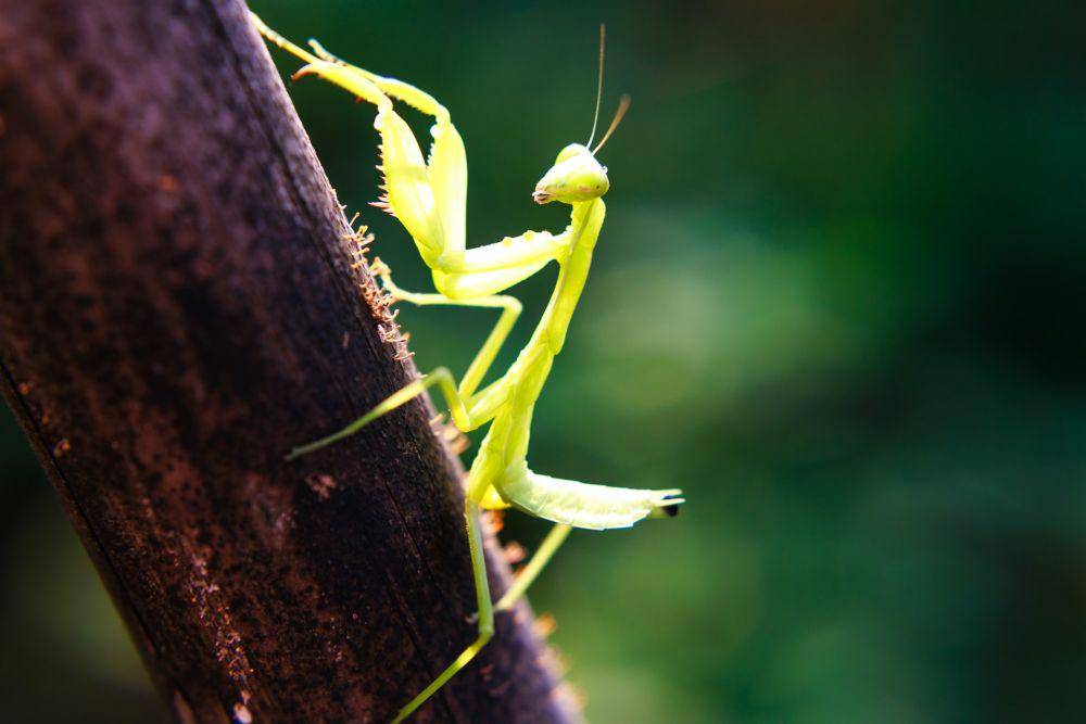 Belalang sembah di atas batang pohon (pexels.com/Quang Nguyen Vinh)