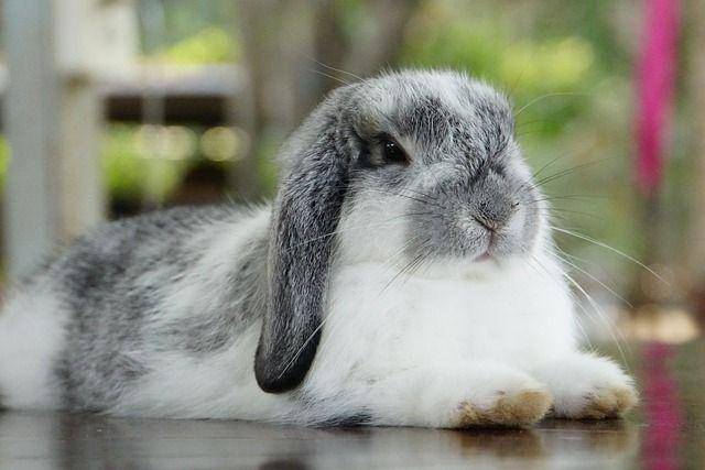 ilustrasi kelinci english lop (pixabay.com/Jorgeie009)