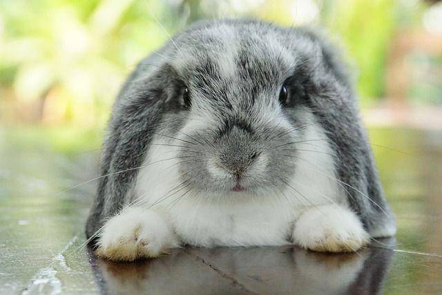 ilustrasi kelinci english lop (pixabay.com/Jorgeie009)