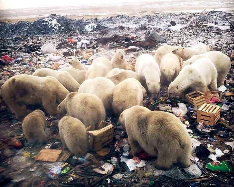 potret hewan kehilangan tempat tinggal (imgur.com/user/ZombieBorscht)