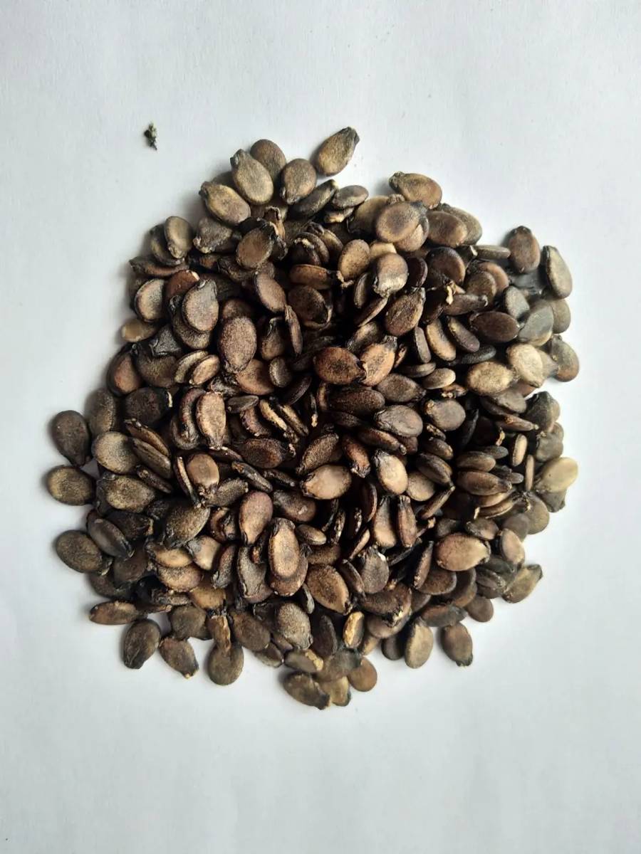 Ilustrasi biji semangka hitam (shuangxingseeds.com)