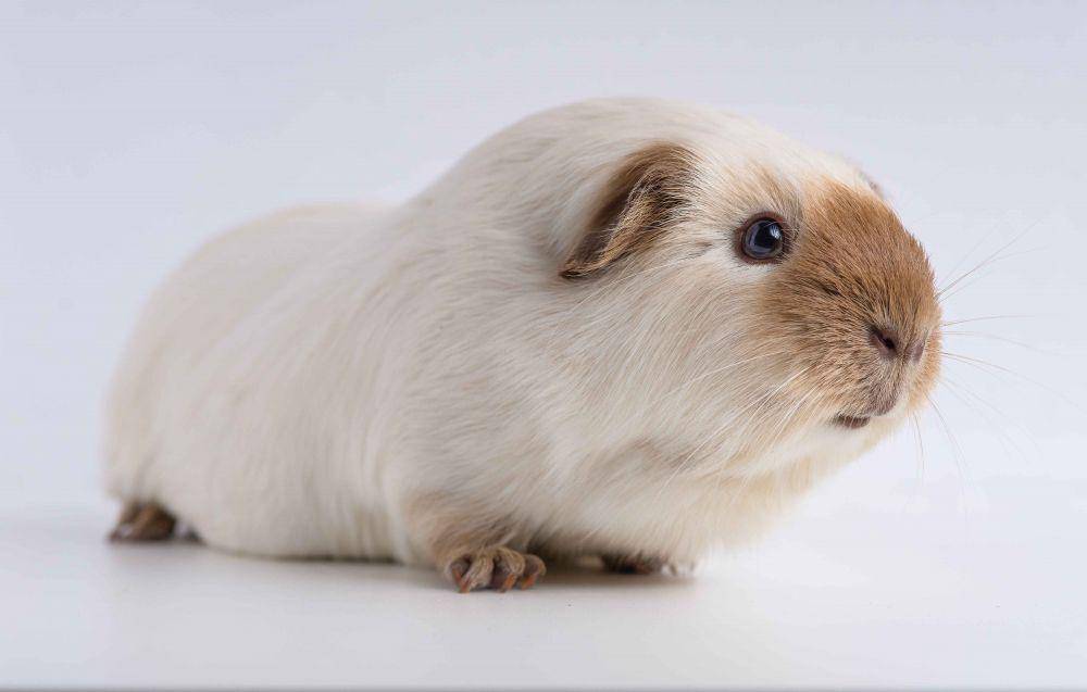 ilustrasi hewan peliharaan guinea pig (freepik.com/Wirestock)