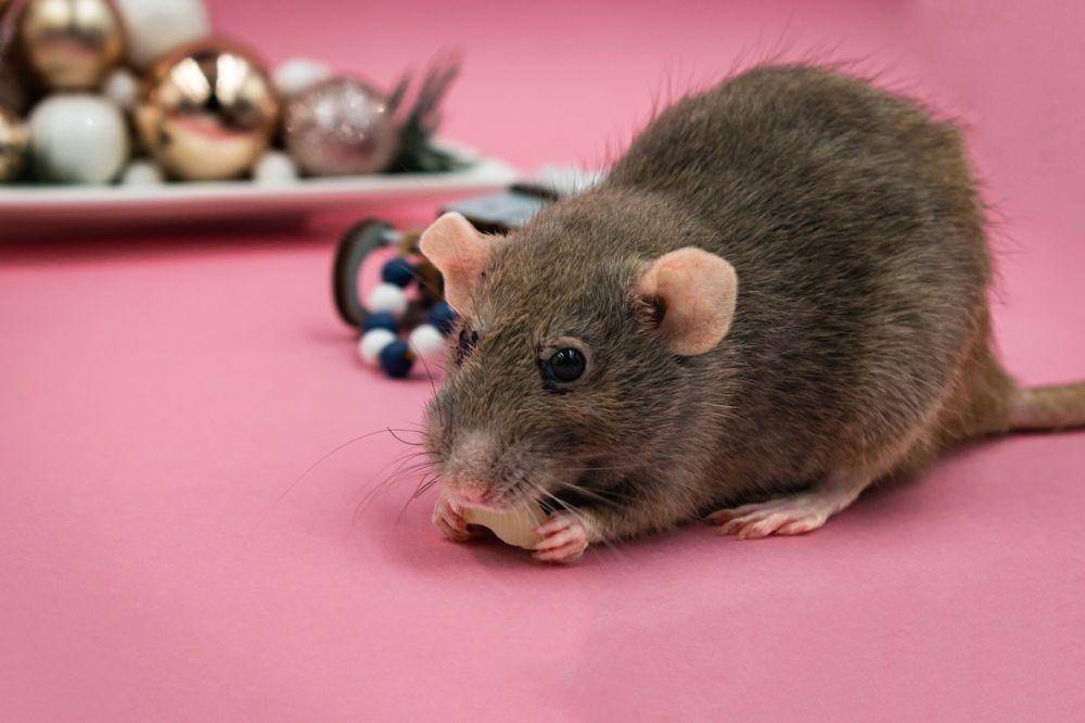 ilustrasi tikus(pexels.com/Nikolett Emmert)