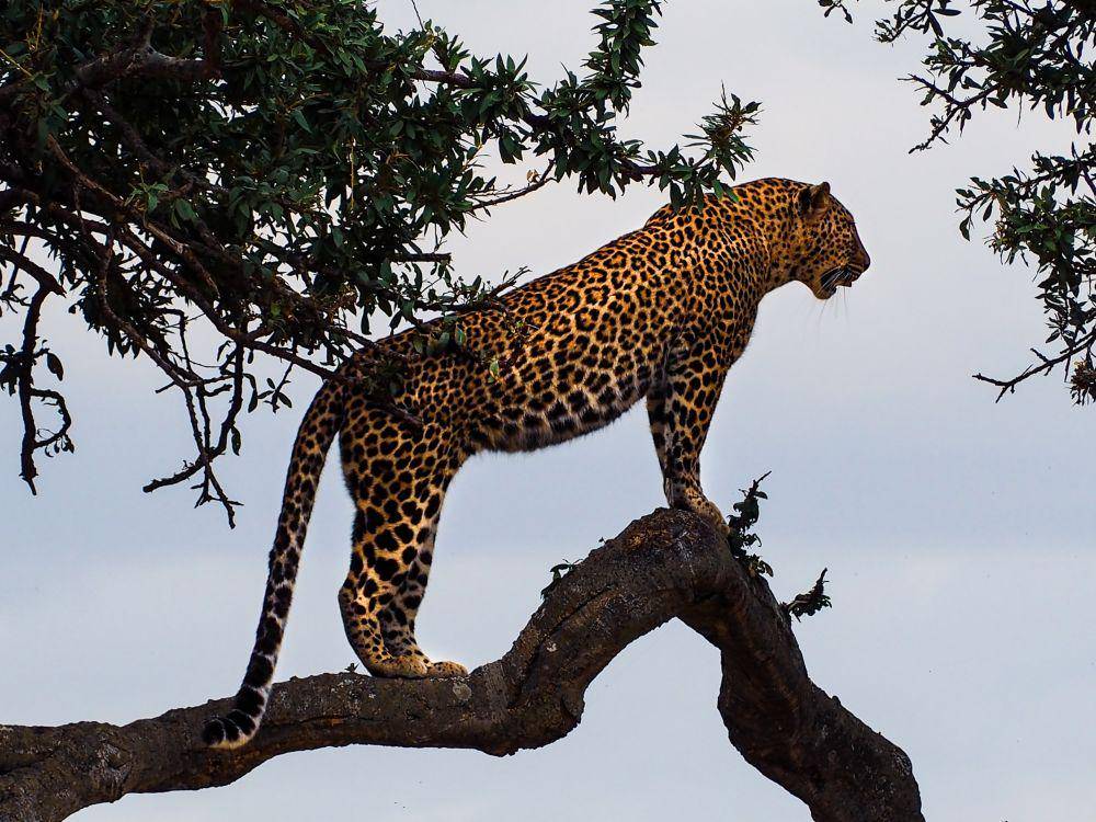 ilustrasi macan tutul (unsplash.com/@bibake)