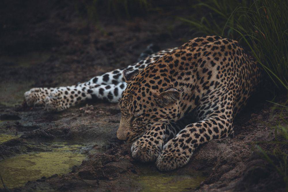 ilustrasi macan tutul (unsplash.com/@offthepath)
