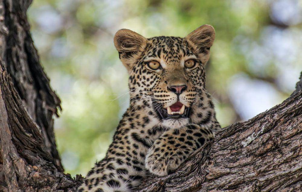 ilustrasi macan tutul (unsplash.com/@brewbottle)