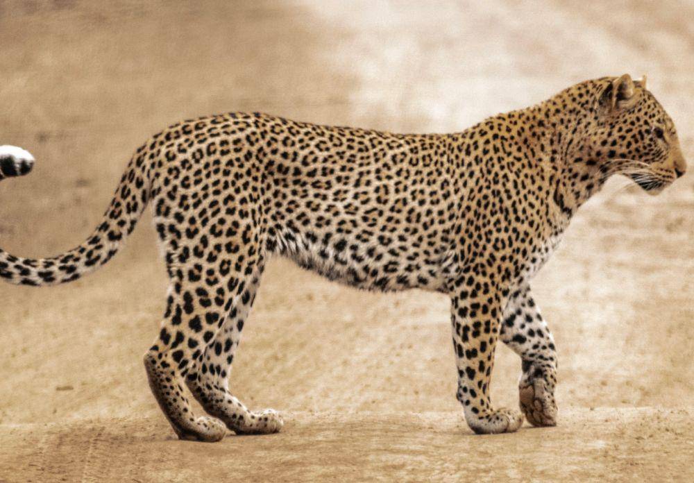 ilustrasi macan tutul (unsplash.com/@rajit_galaiya)