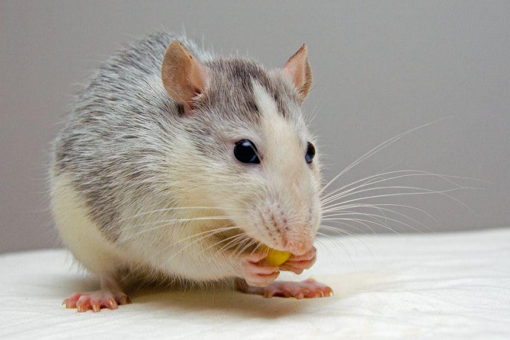5 Cara Ampuh Mengatasi Bau Bangkai Tikus di Rumah, Gampang!