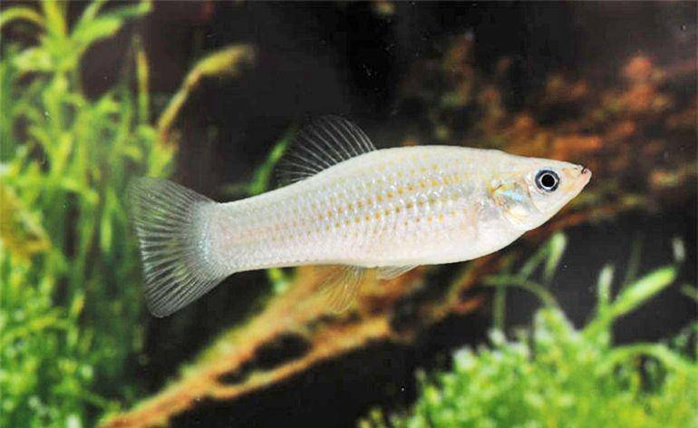 Ikan Molly Amazon (futurity.org)