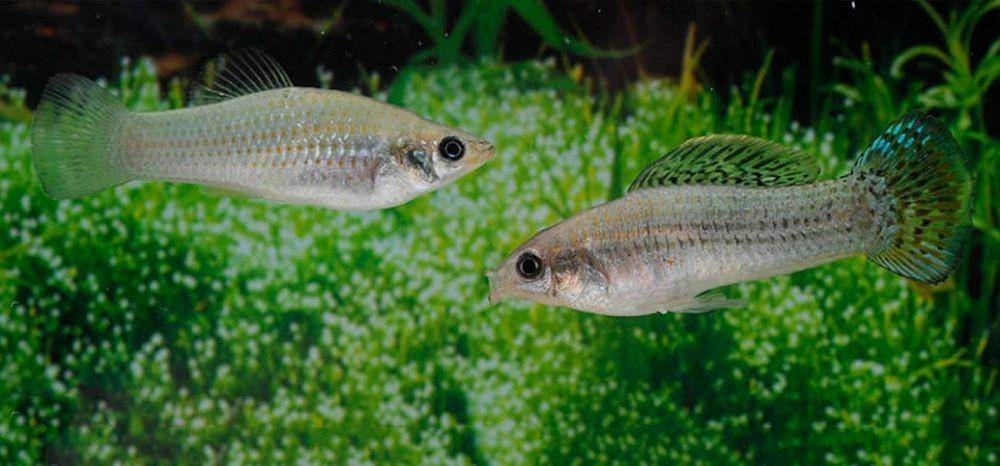Ikan Molly Amazon (zooportraits.com)