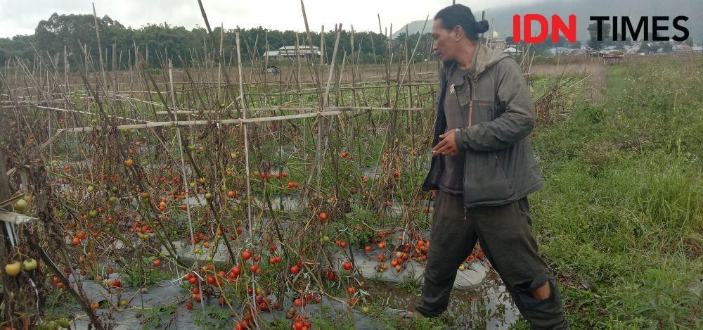 Harga Anjlok, Petani Sembalun Biarkan Tomat Membusuk di Pohon