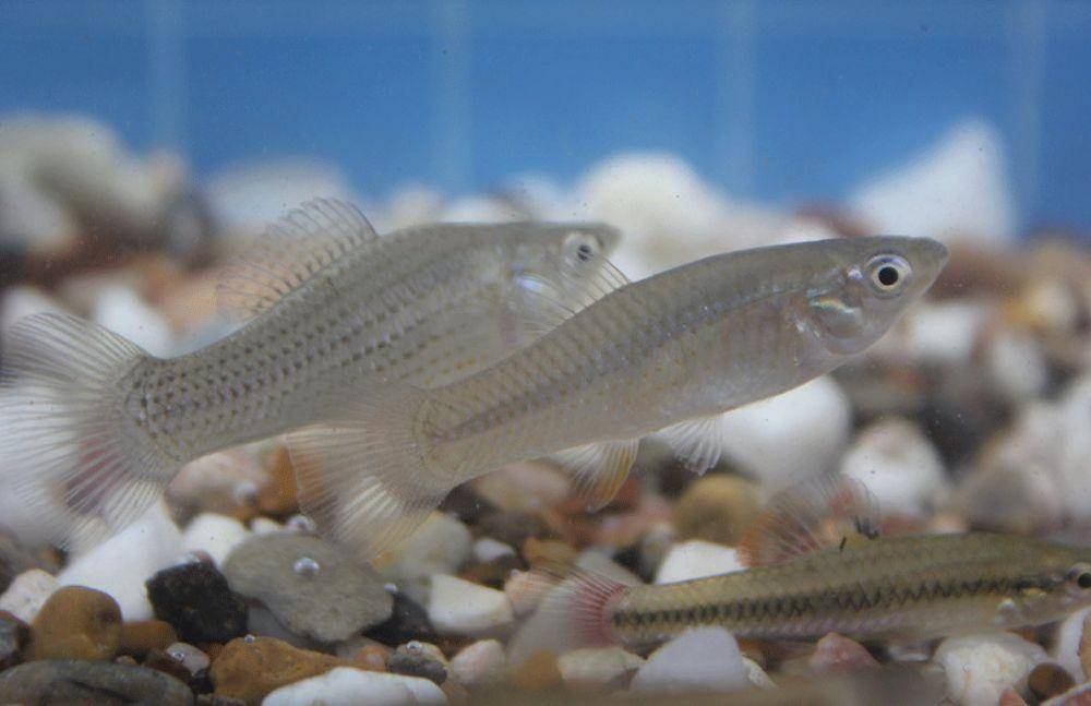 Molly Amazon dan ikan lainnya (goliadfarms.com)