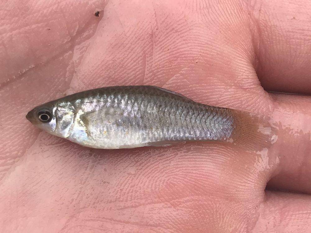 ikan Molly Amazon (Commons.wikimedia.org)