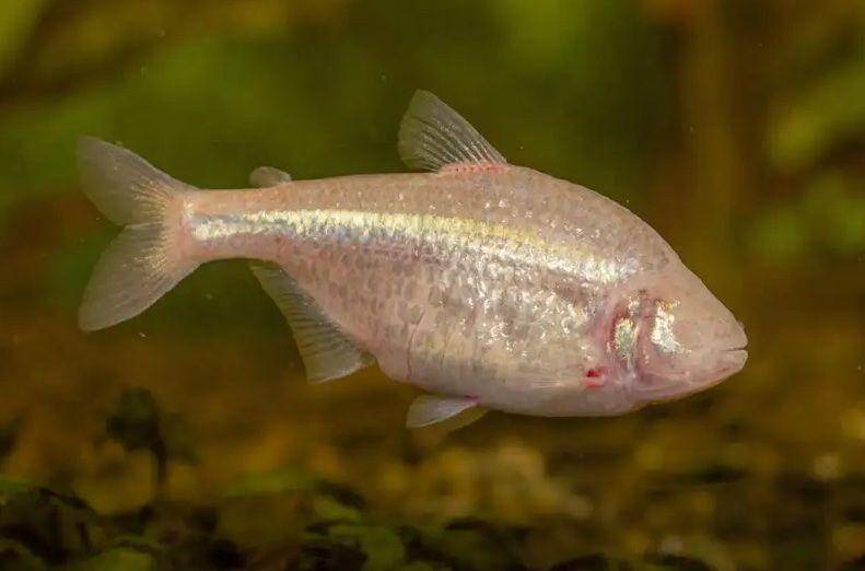 ikan Tetra Meksiko (newscientist.com)