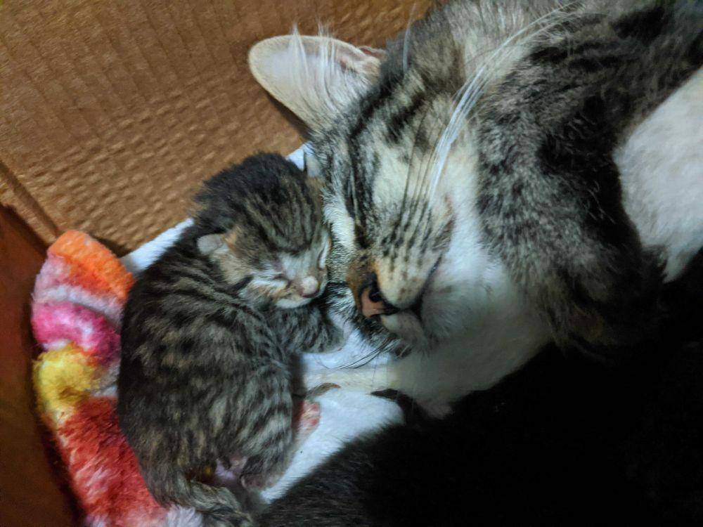 potret gemes anabul tidur bareng mama (reddit.com/user/infrontofmysalad5)