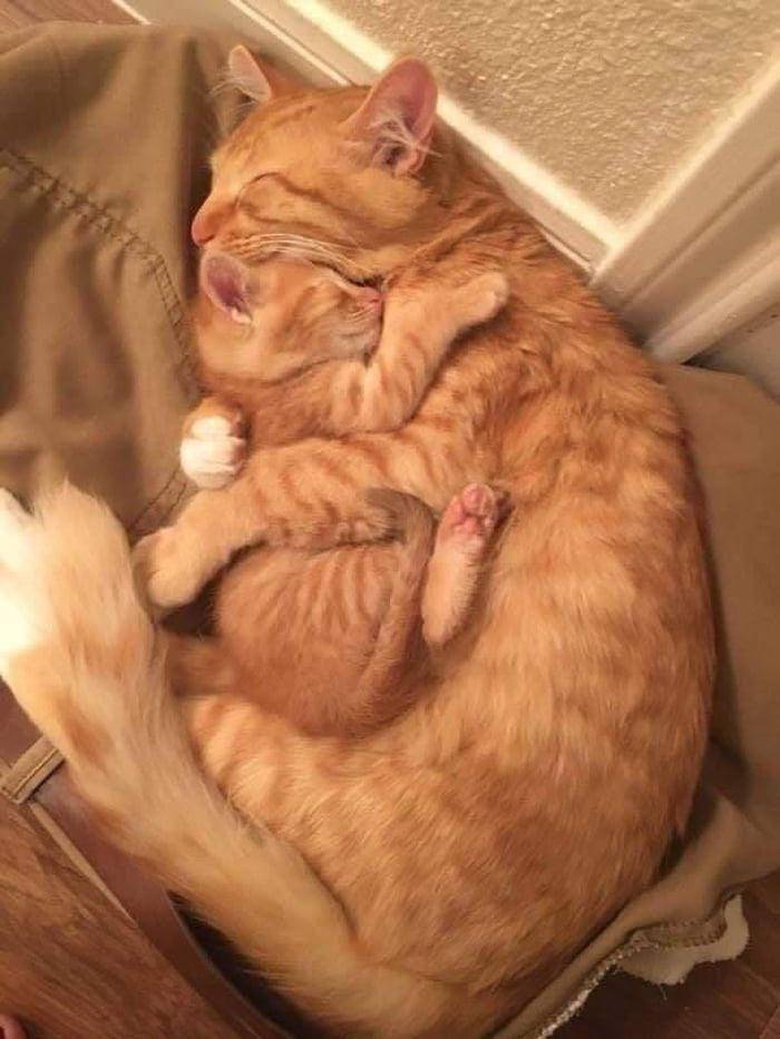 potret gemes anabul tidur bareng mama (reddit.com/user/NonBinaryMan)