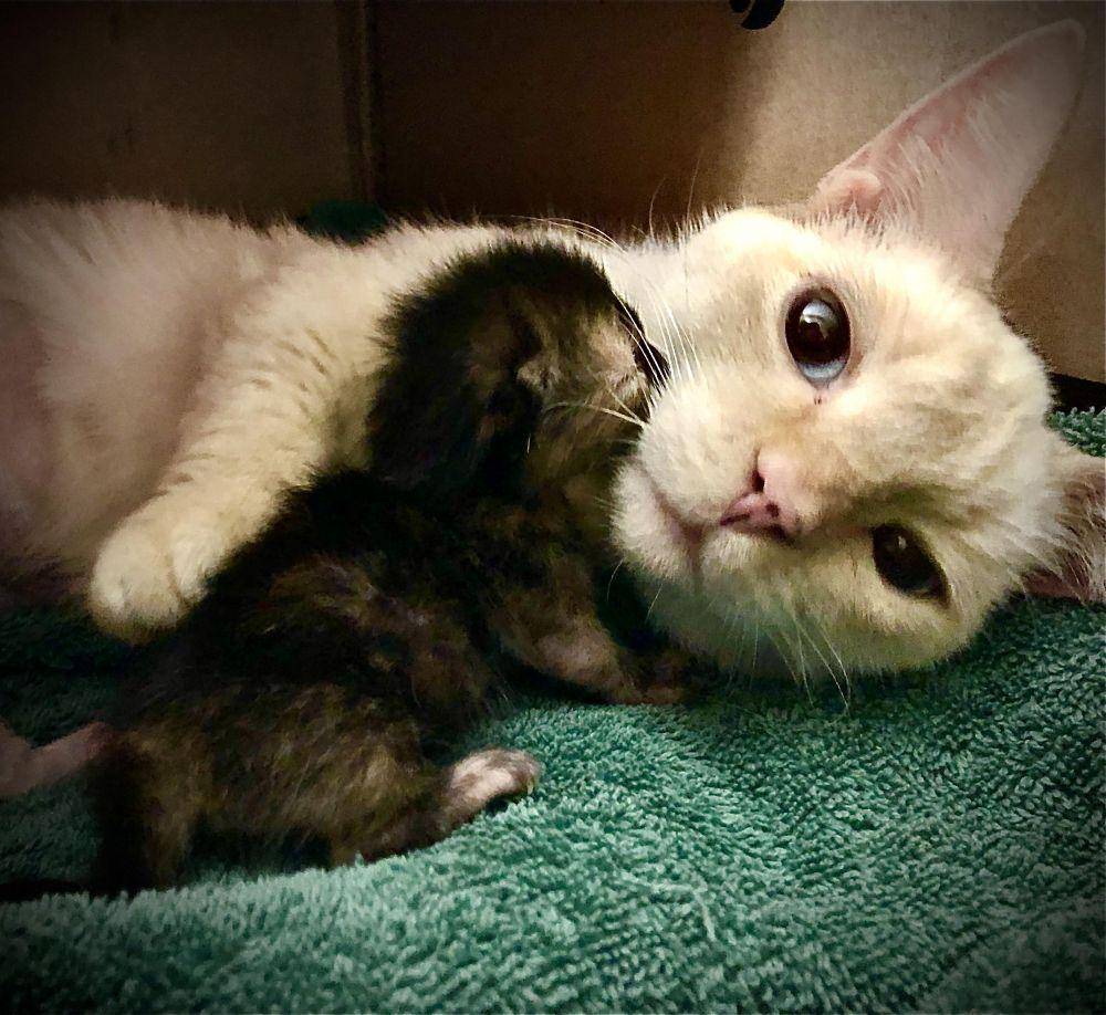 potret gemes anabul tidur bareng mama (reddit.com/user/_feffers_)