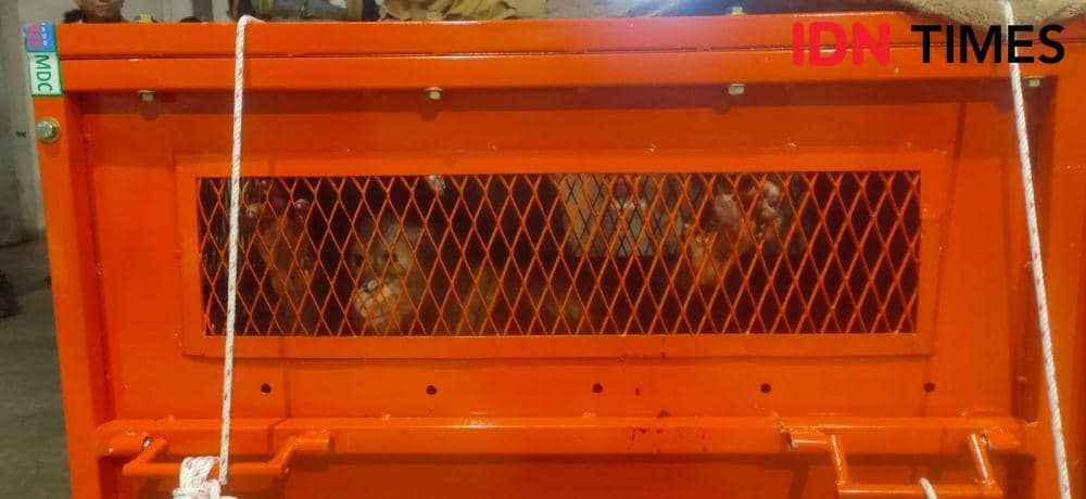 Balai Konservasi Sumber Daya Alam Kaltim memulangkan satwa sitaan anak orangutan korban praktik perdagangan ilegal hewan di Boalemon Gorontalo, Selasa (24/1/2023) (IDN TImes/Hilmansyah)