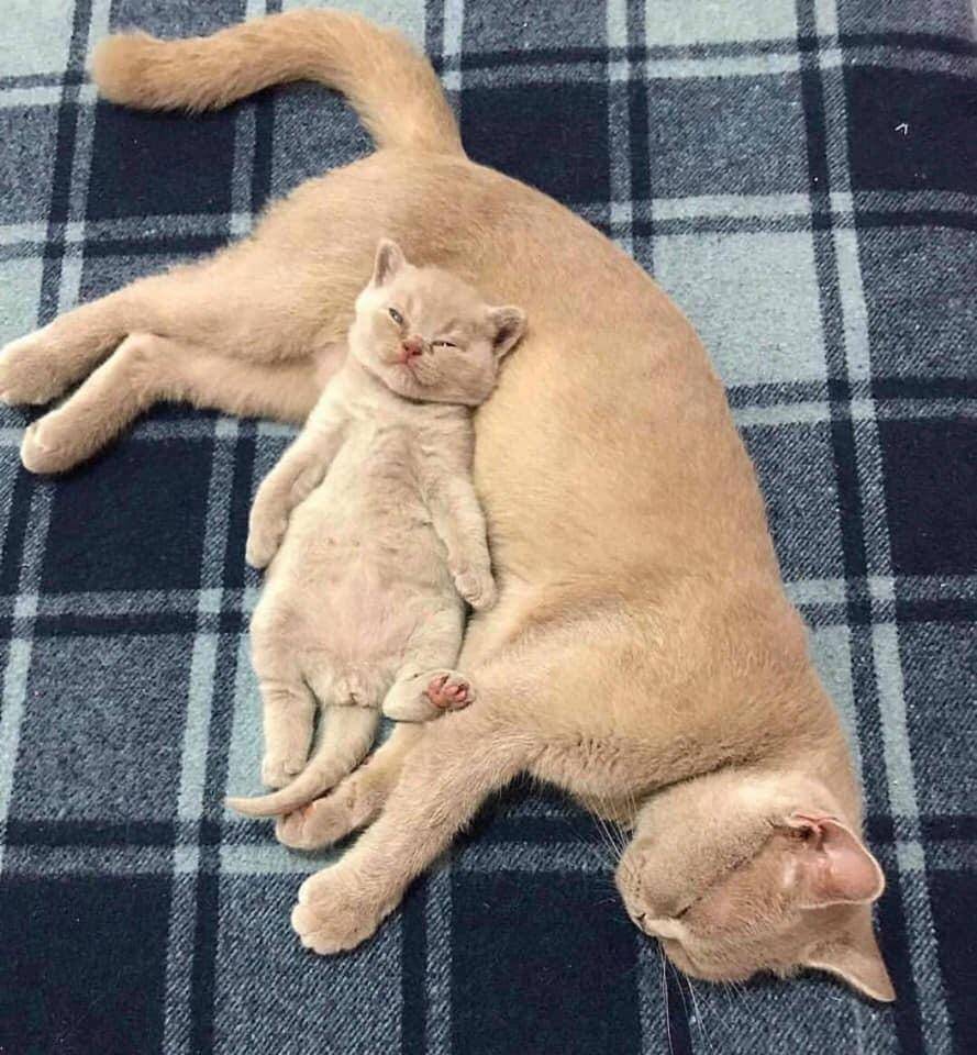 potret gemes anabul tidur bareng mama (reddit.com/user/Nen0888)