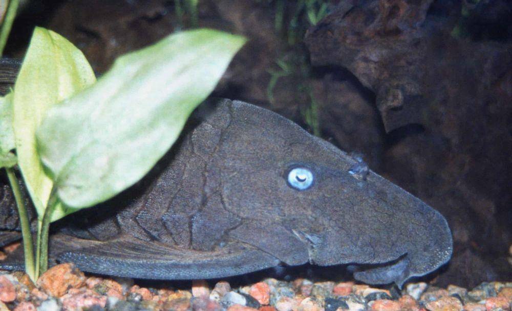Ikan Blue Eyed Pleco (fishlaboratory.com)