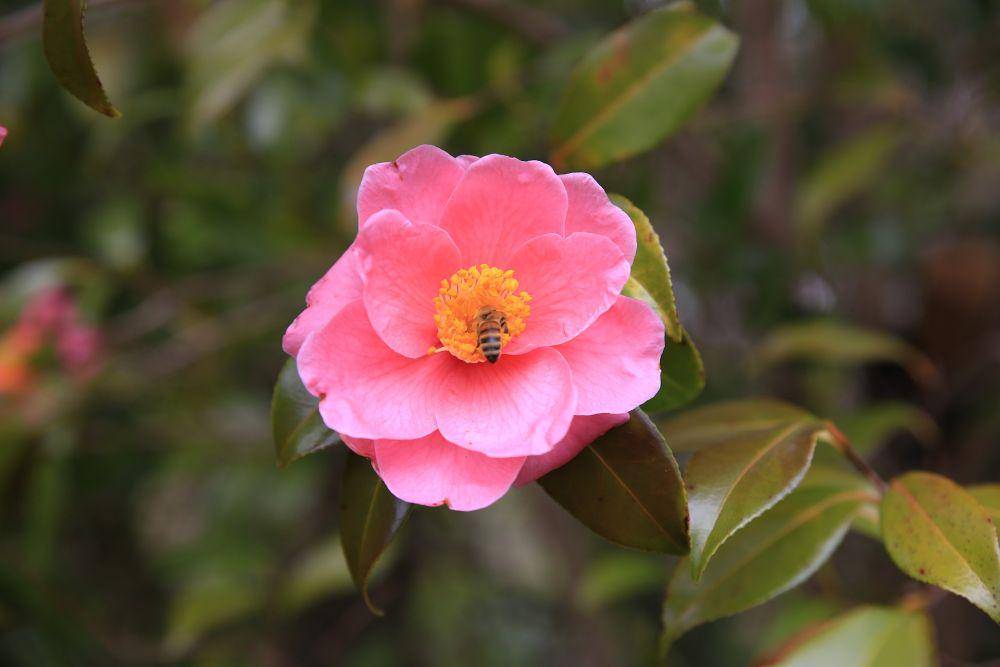 bunga camellia (pixabay.com/choiseongmi)