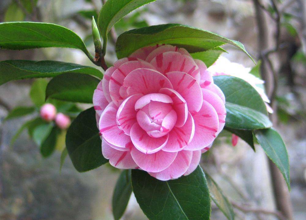 bunga camellia (pixabay.com/natmel)