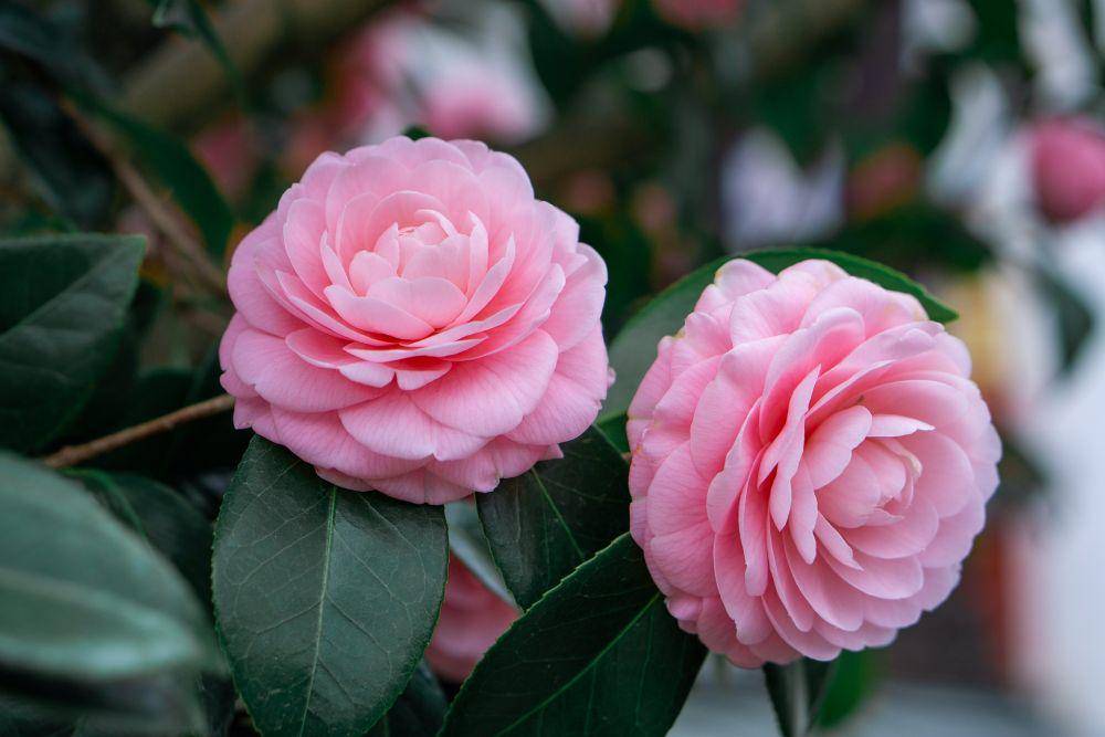 bunga camellia (pixabay.com/junihoo74)