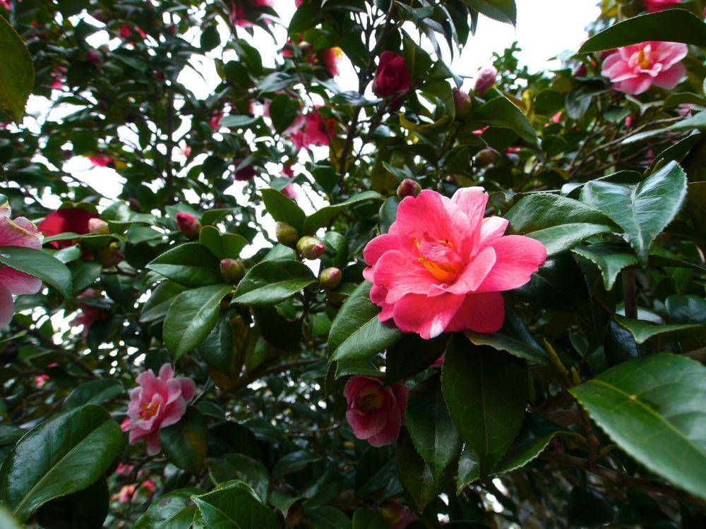 bunga camellia (pixabay.com/mikuratv)