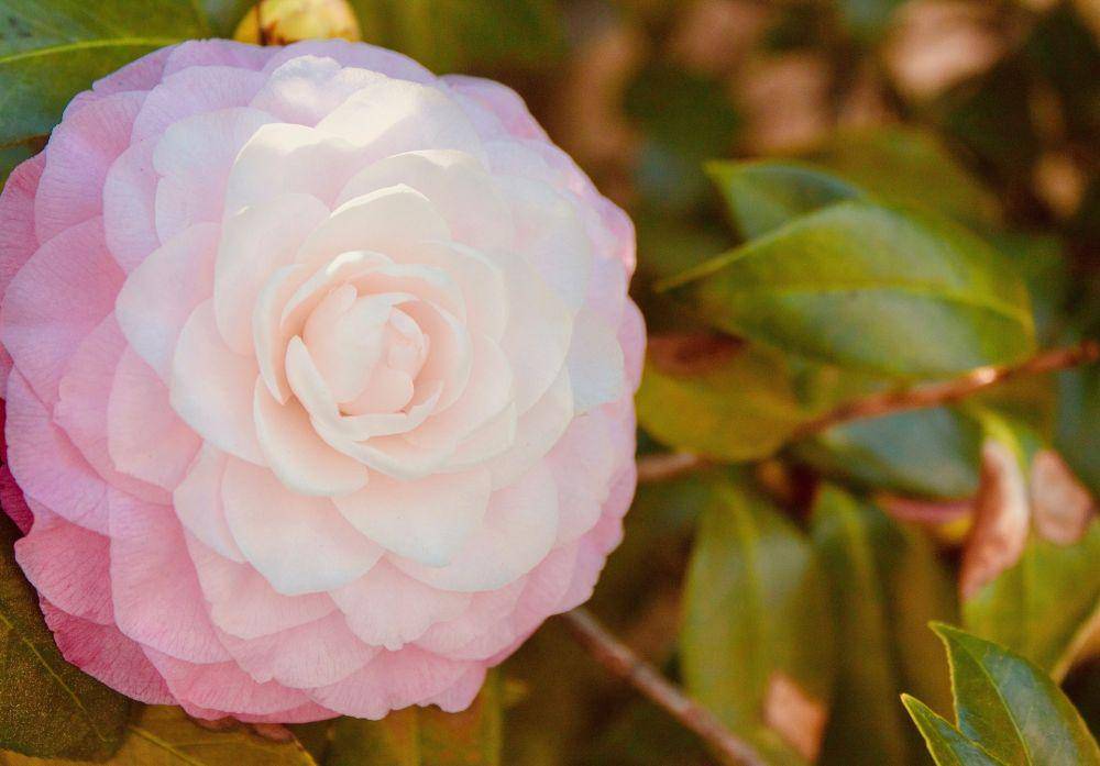 bunga camellia (pixabay.com/Nicholas_Demetriades)