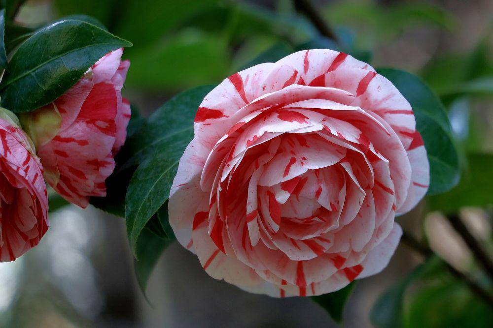 bunga camellia (pixabay.com/WFranz)